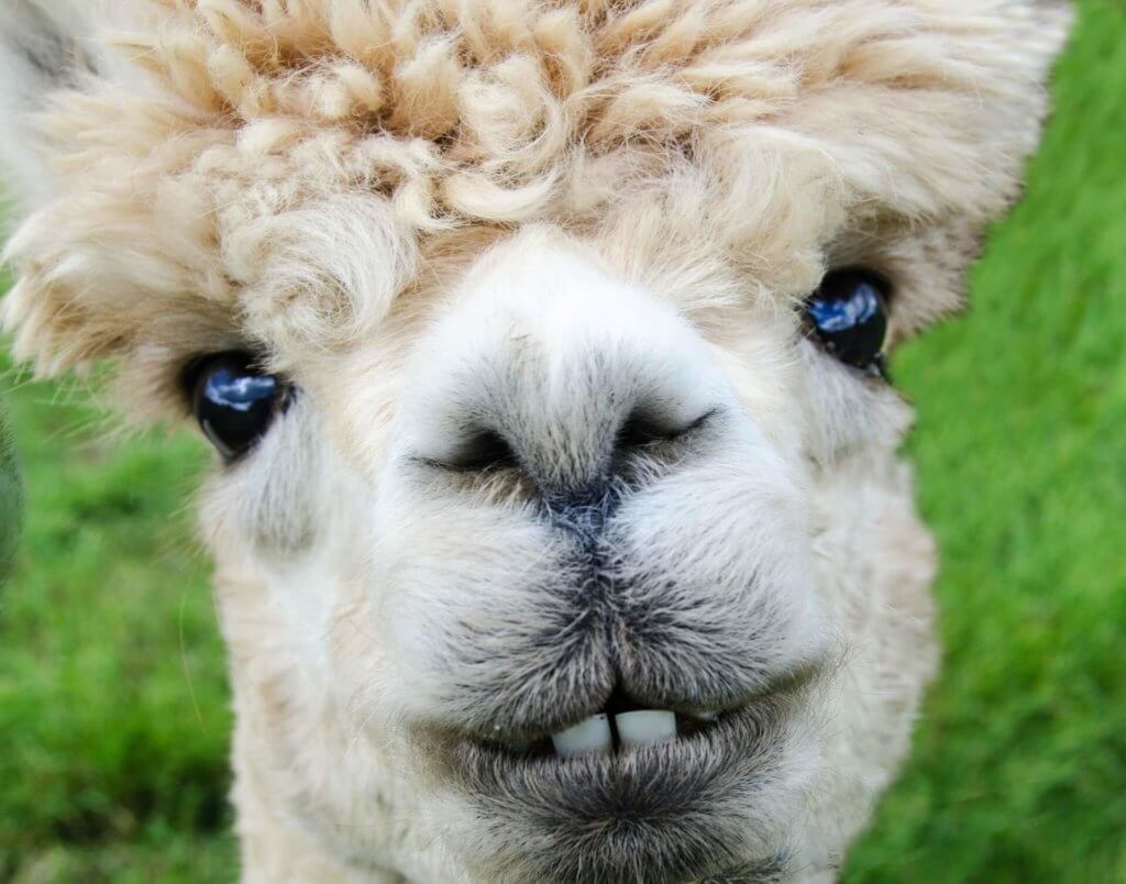 Close-up of an alpaca face