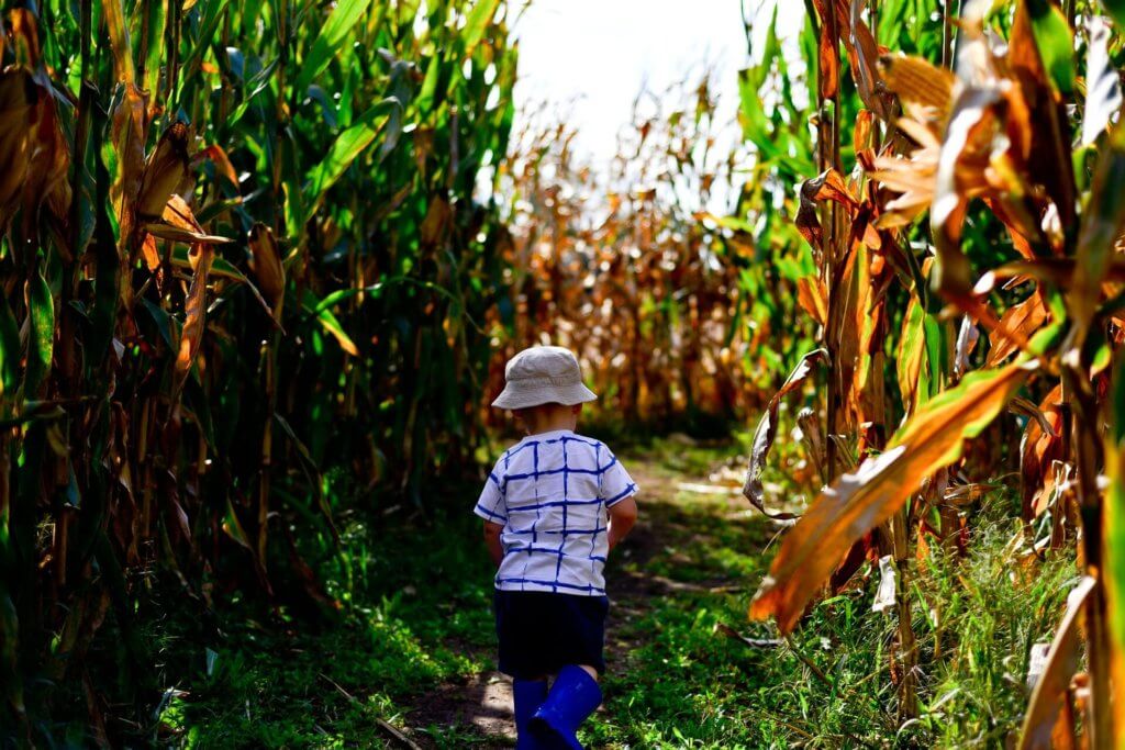 A young child walks into a cornmaze