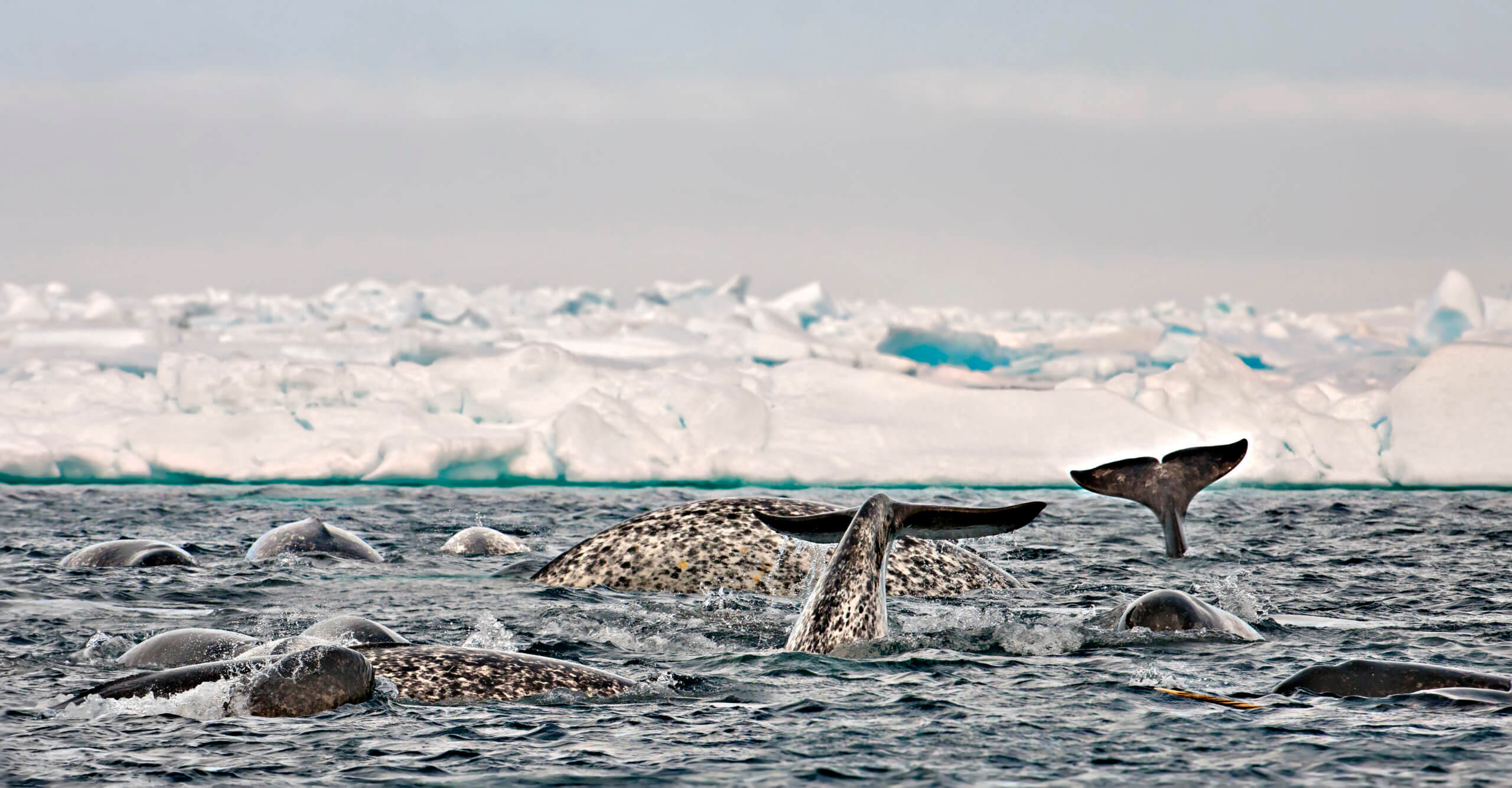 Ultimate 2022 Guide To Whale Watching In Canada