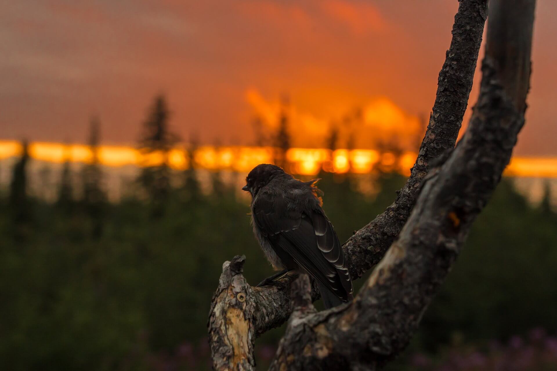 Churchill Manitoba summer bird