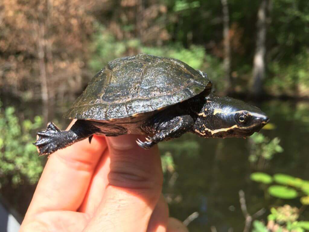 Protecting Ontario's Turtle Species - Landsby