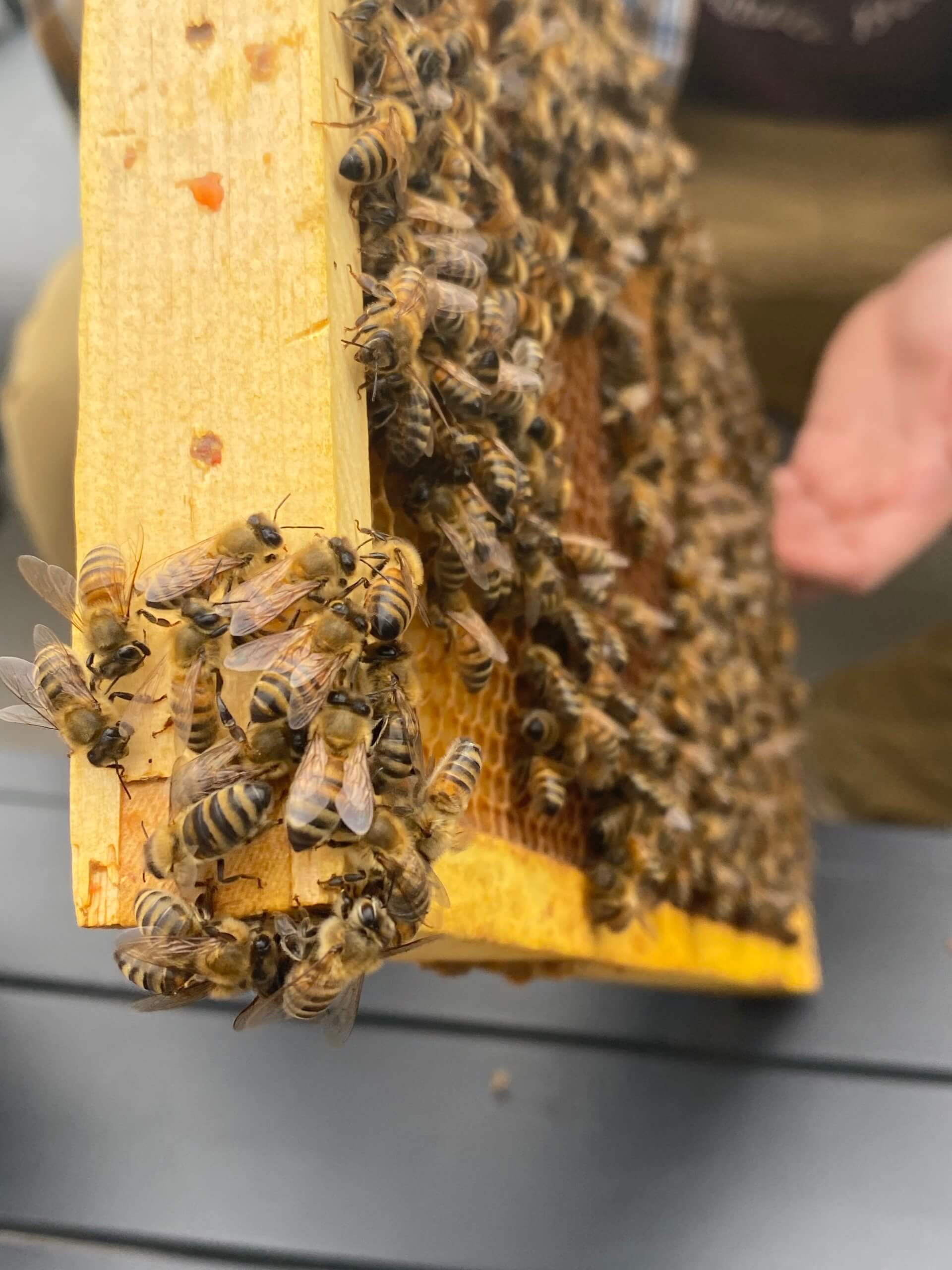 Sweet As Honey: Urban Beekeeping in Toronto