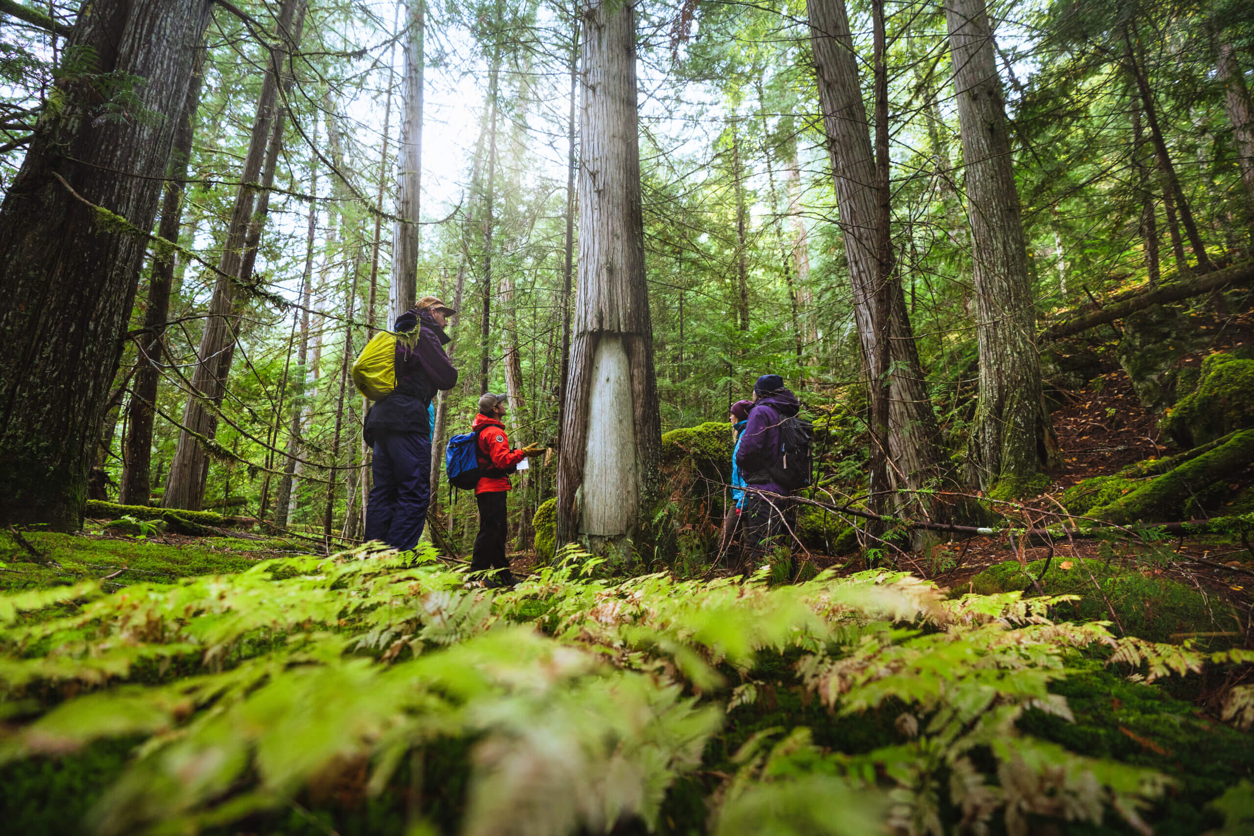 Discover the Great Bear Rainforest