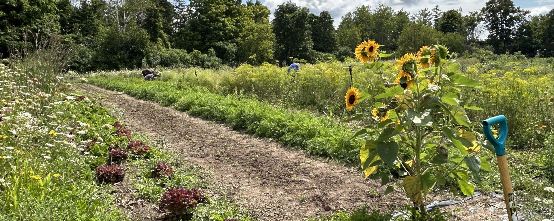 Urban Harvest