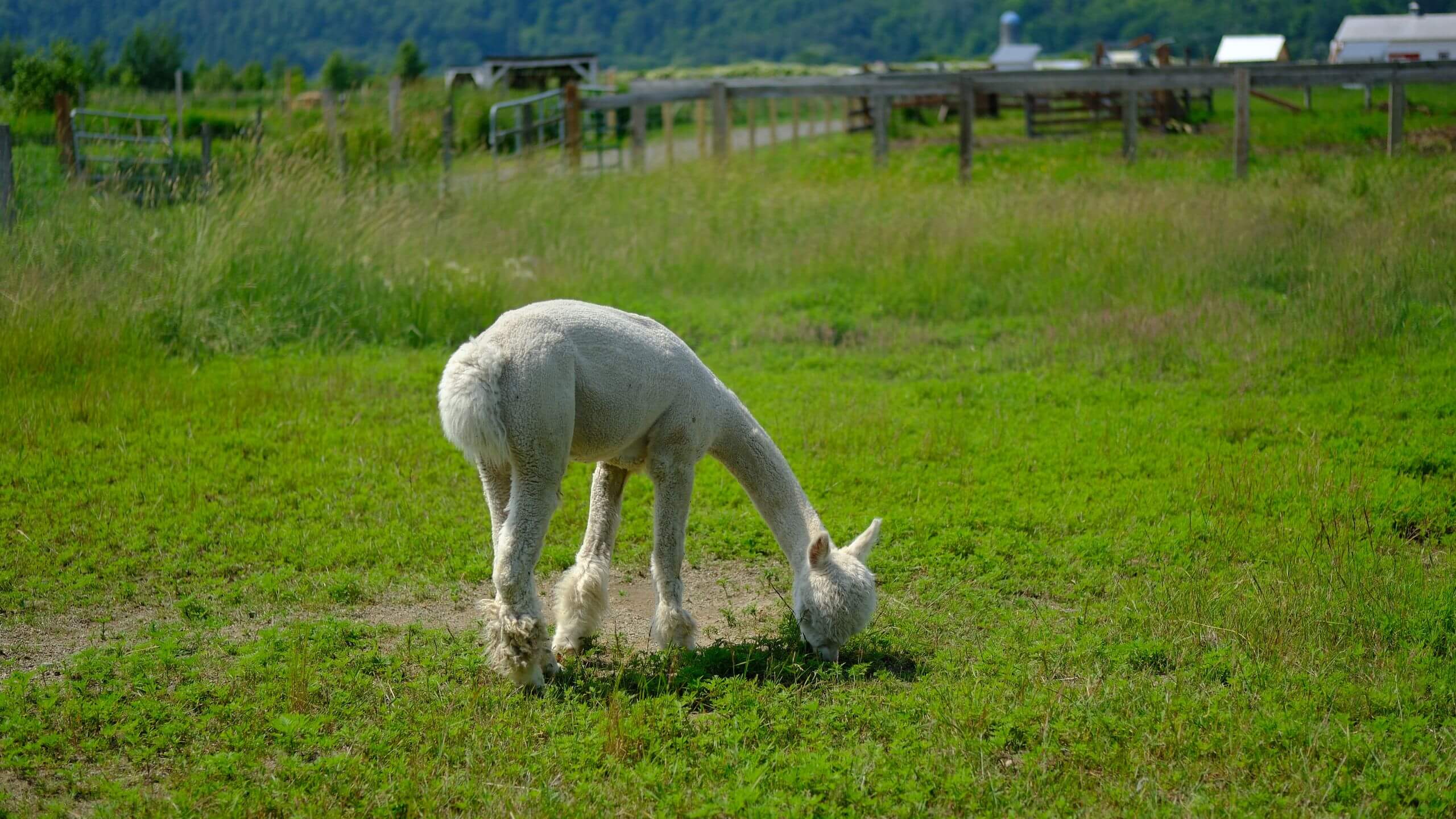 Farm Fresh Luxury
