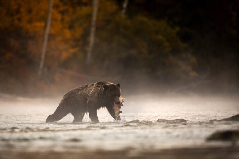 Wildlife Encounters in Autumn: Where to See Canada’s Most Spectacular Species cover