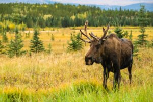 How to Plan the Perfect Fall Retreat in the Yukon for Northern Lights and Autumn Colour cover