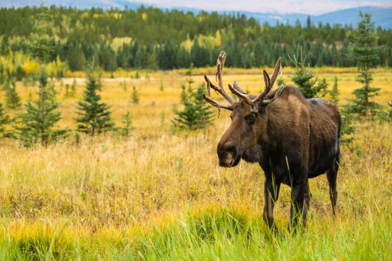 How to Plan the Perfect Fall Retreat in the Yukon for Northern Lights and Autumn Colour cover