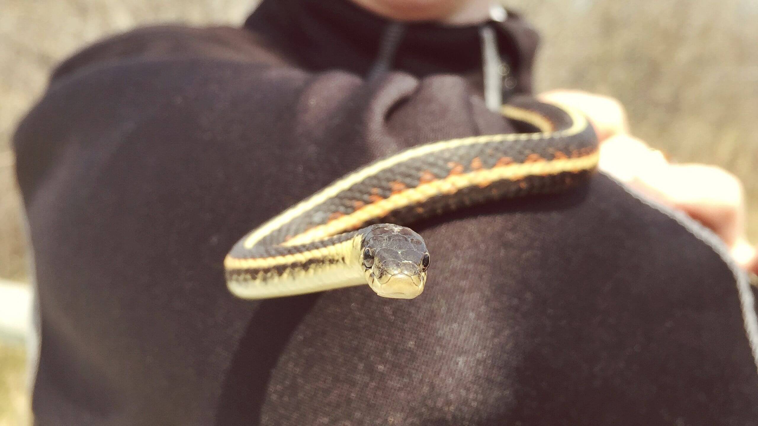 The Spring Awakening