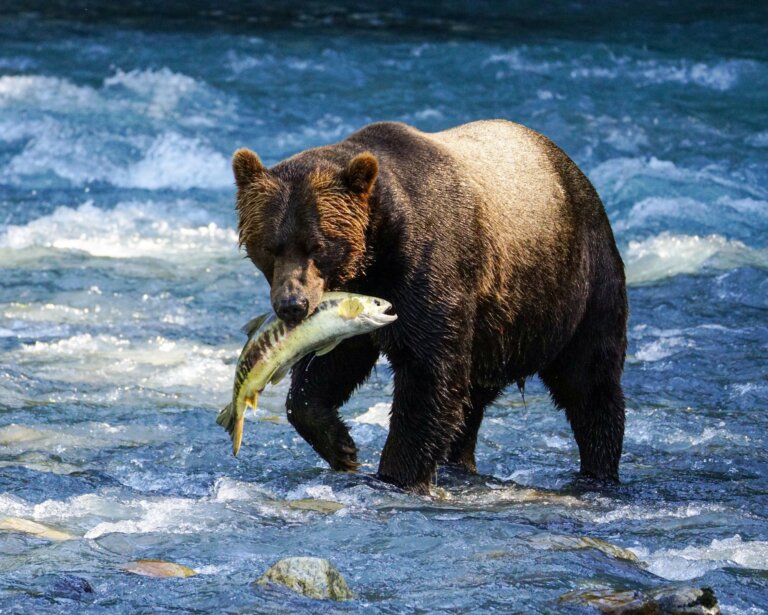 Ethical Wildlife Viewing: How to Watch Wildlife in Canada Without Doing Harm cover