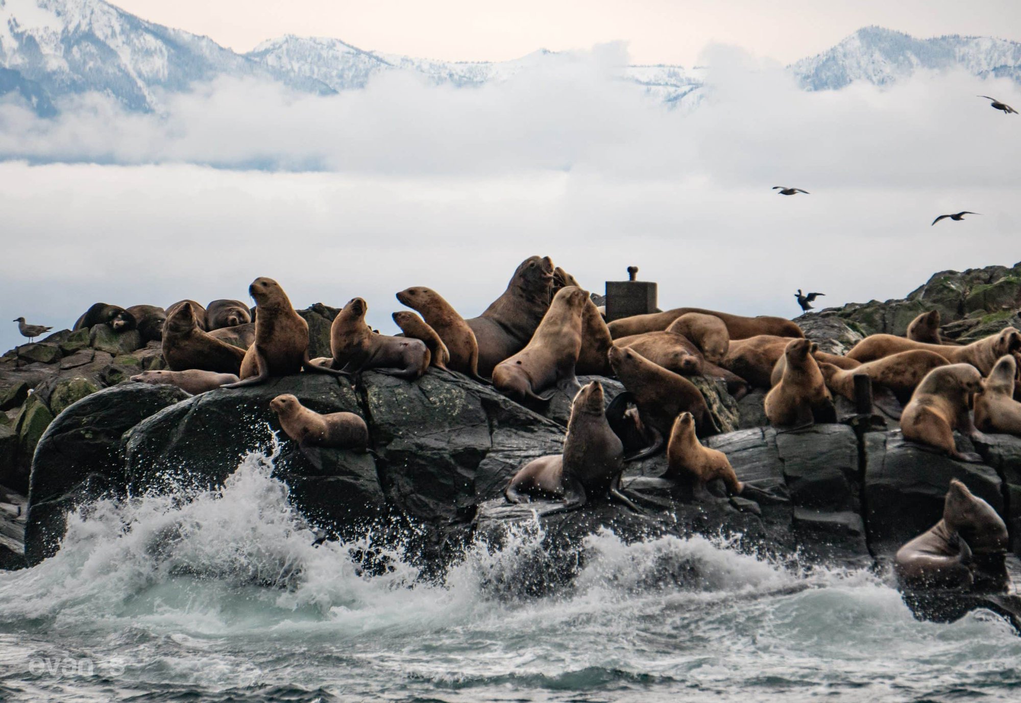 Where the Wild Still Roams: Wildlife Experiences in Canada