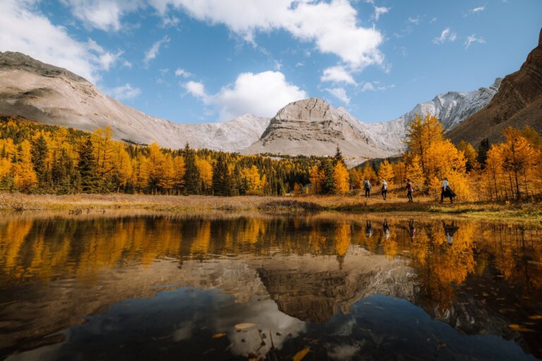 kananaskis fall hiking - larches at little arethusa