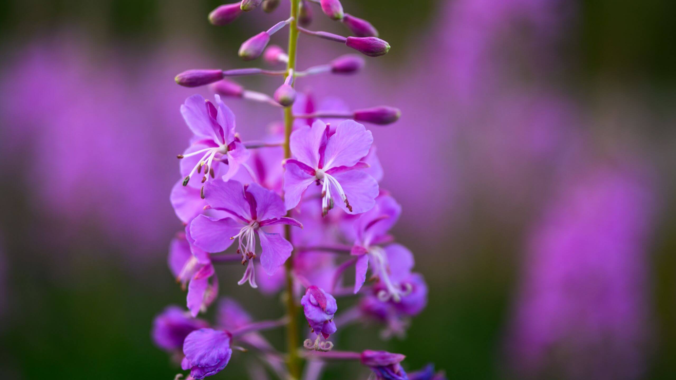 Foraging for Fireweed